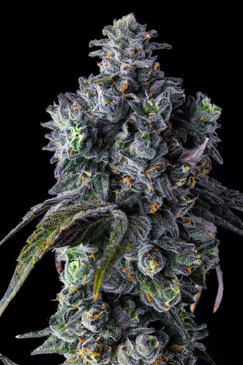 UK Riot, Фасовка: 3, изображение 3